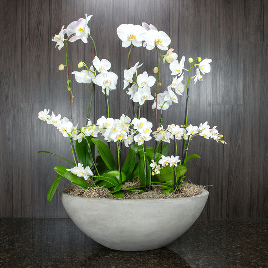 Exquisite Orchid Planter